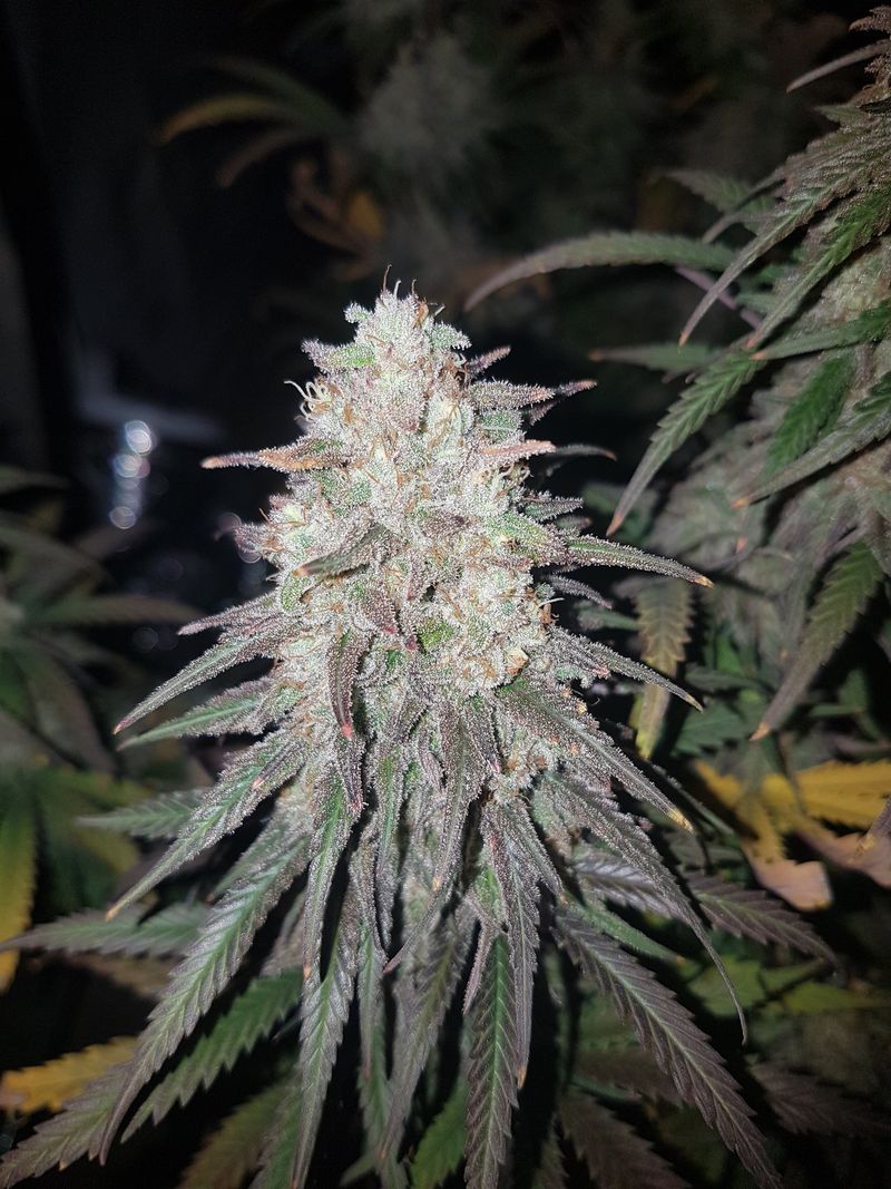 Single bud tip in late flowering, indoor