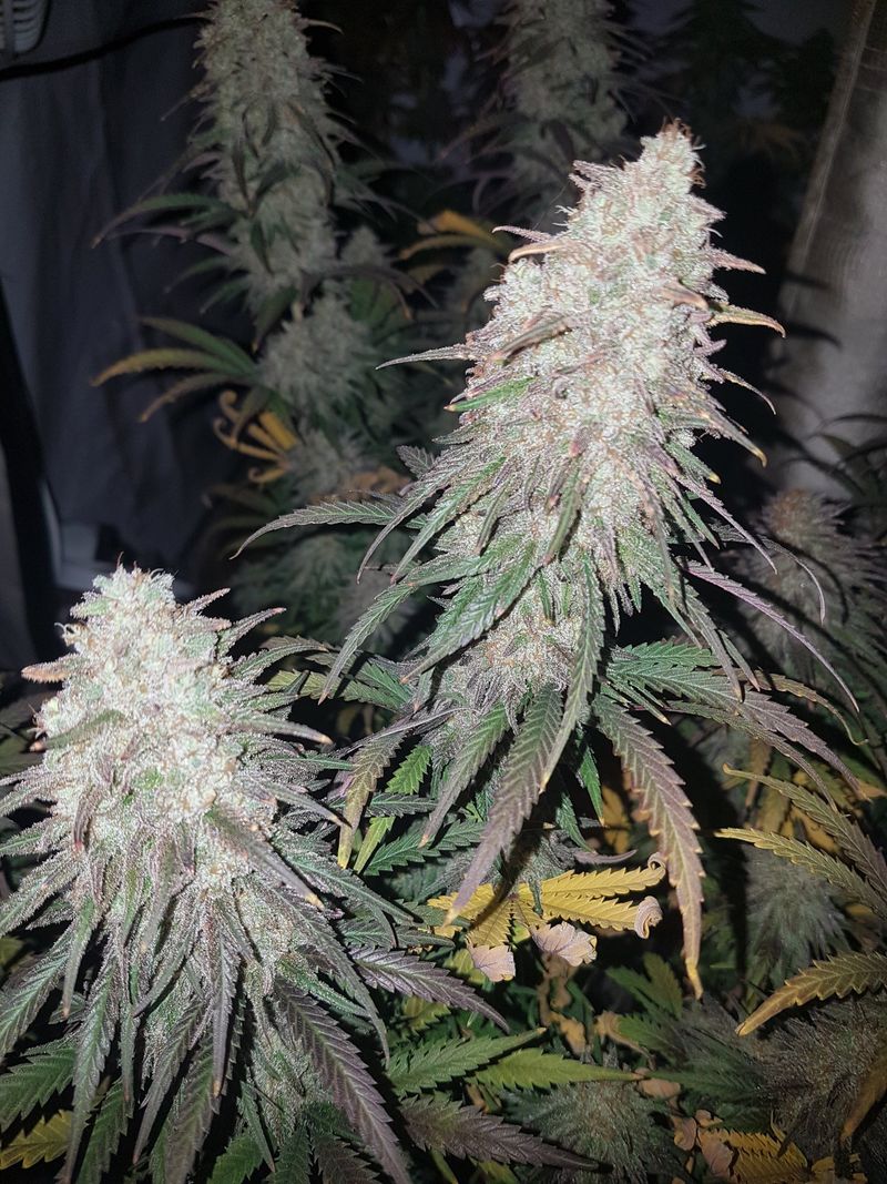 Two bud tips in late flowering, indoor