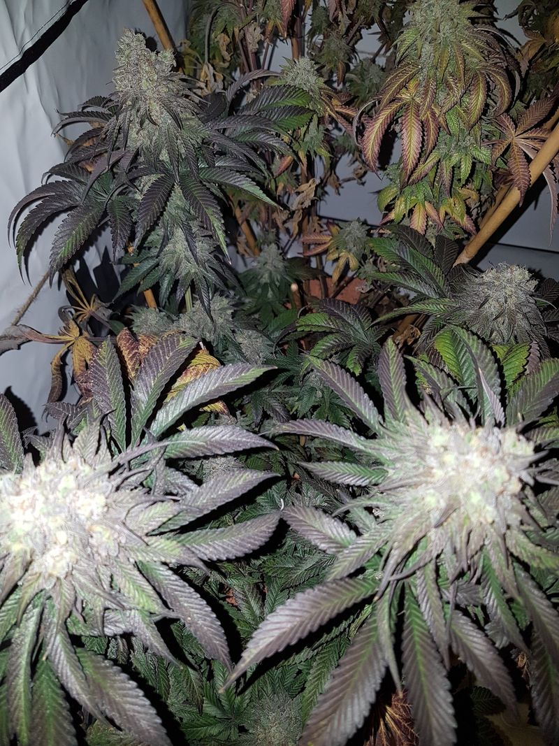 Inside the grow tent: several plants in late flowering