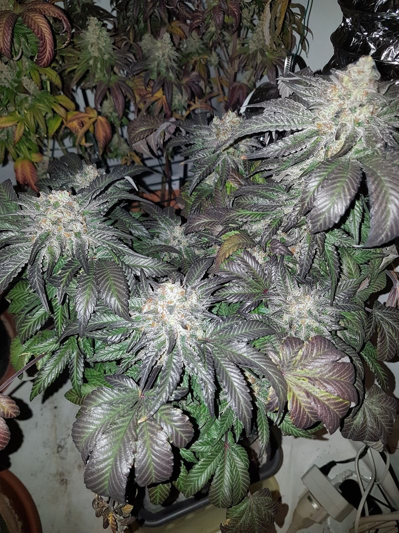 Plant in late flowering with purple-tinged leaves, indoor