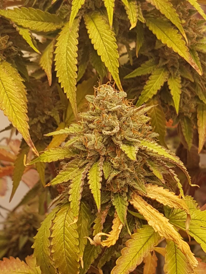 Bud between yellow-green fan leaves, indoor