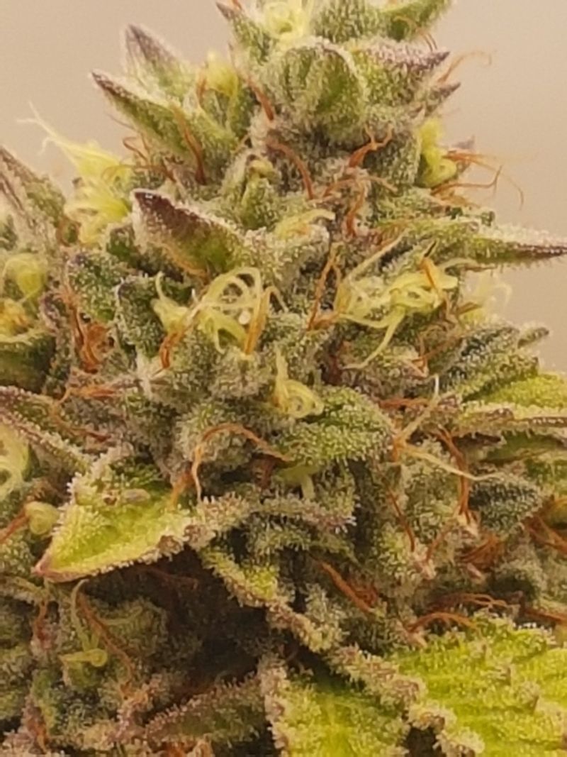 Macro: flower with trichomes and pale pistils