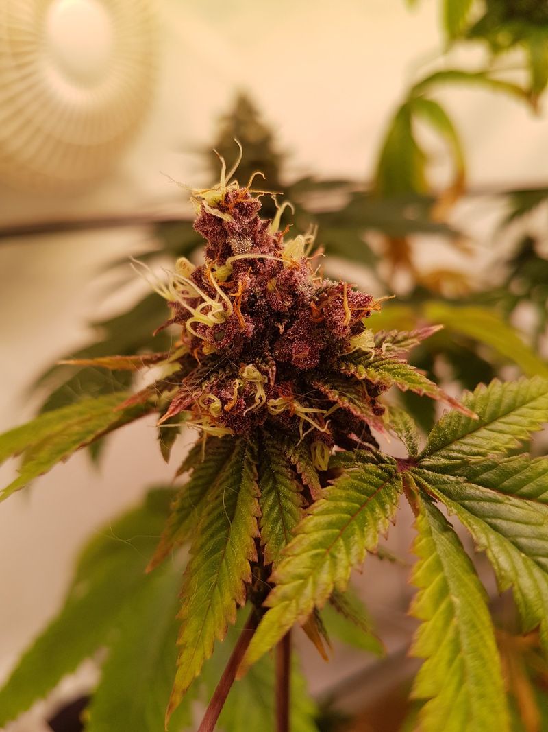 MC Cooki G13 (G13 Haze × Red Hot Cookies) – phenotype 1 (purple)
