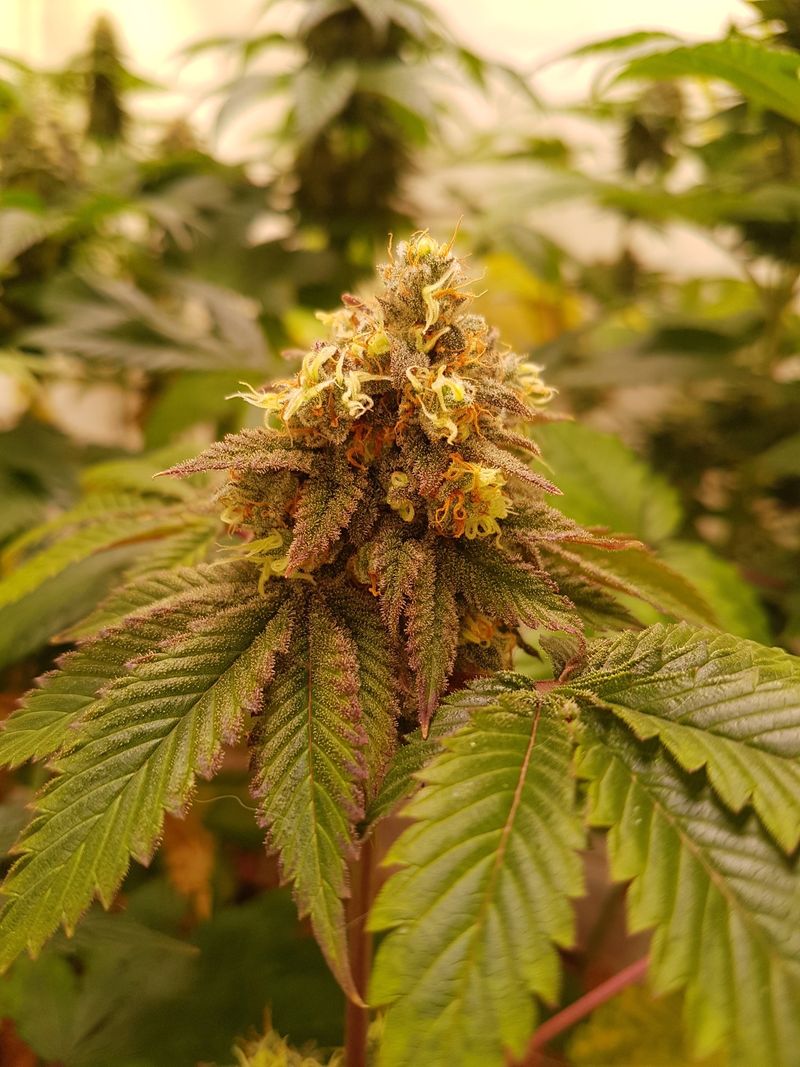 MC Cooki G13 (G13 Haze × Red Hot Cookies) – phenotype 2 (green with orange pistils)
