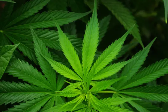 Foglie palmate di cannabis di un verde intenso