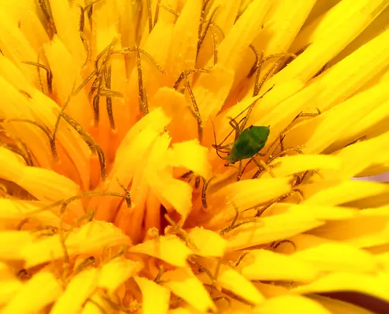 Small green aphid between yellow petals