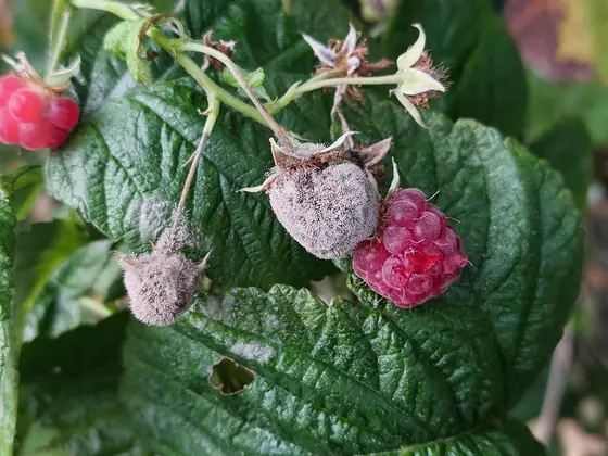 Raspberries with a grey, furry mould