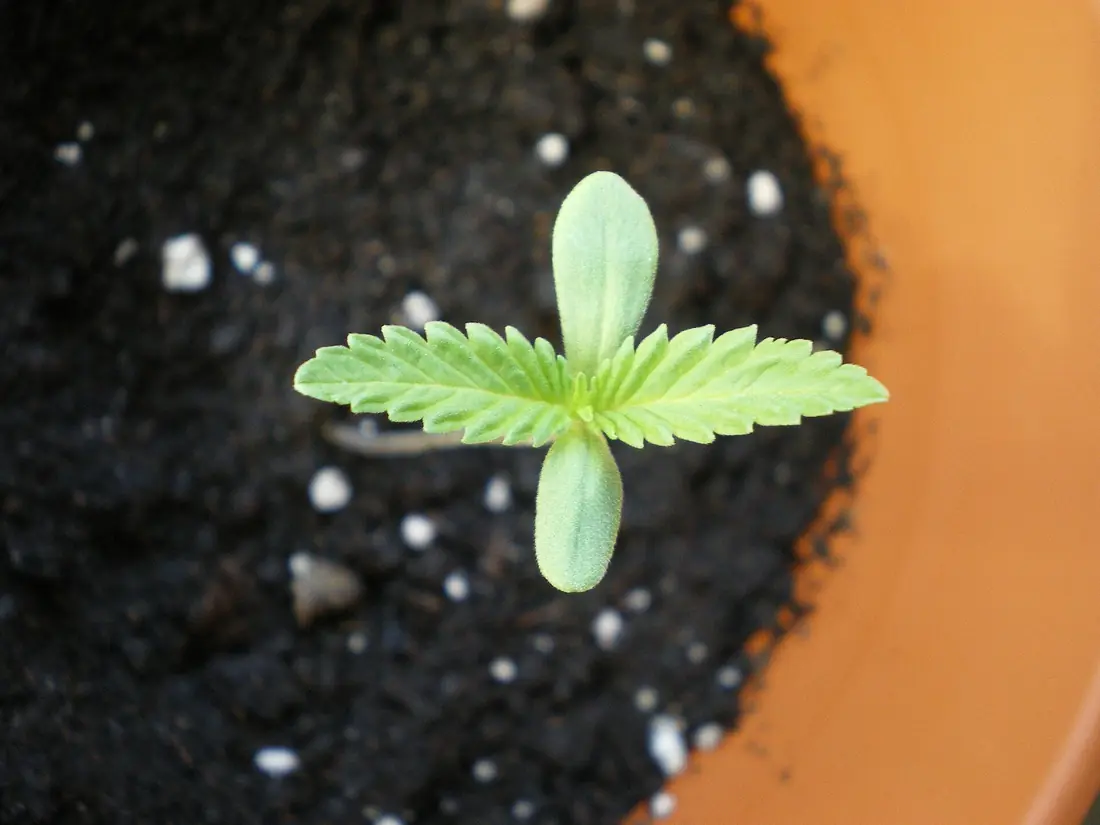 Young hemp seedling with cotyledons and the first serrated pair of leaves in a pot