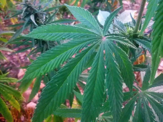 Grande foglia palmata di cannabis all’aperto