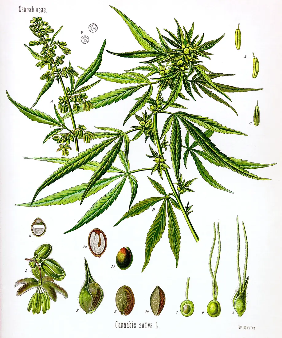 雄株と雌株の大麻を描いた歴史的な植物画。花と種子の詳細付き