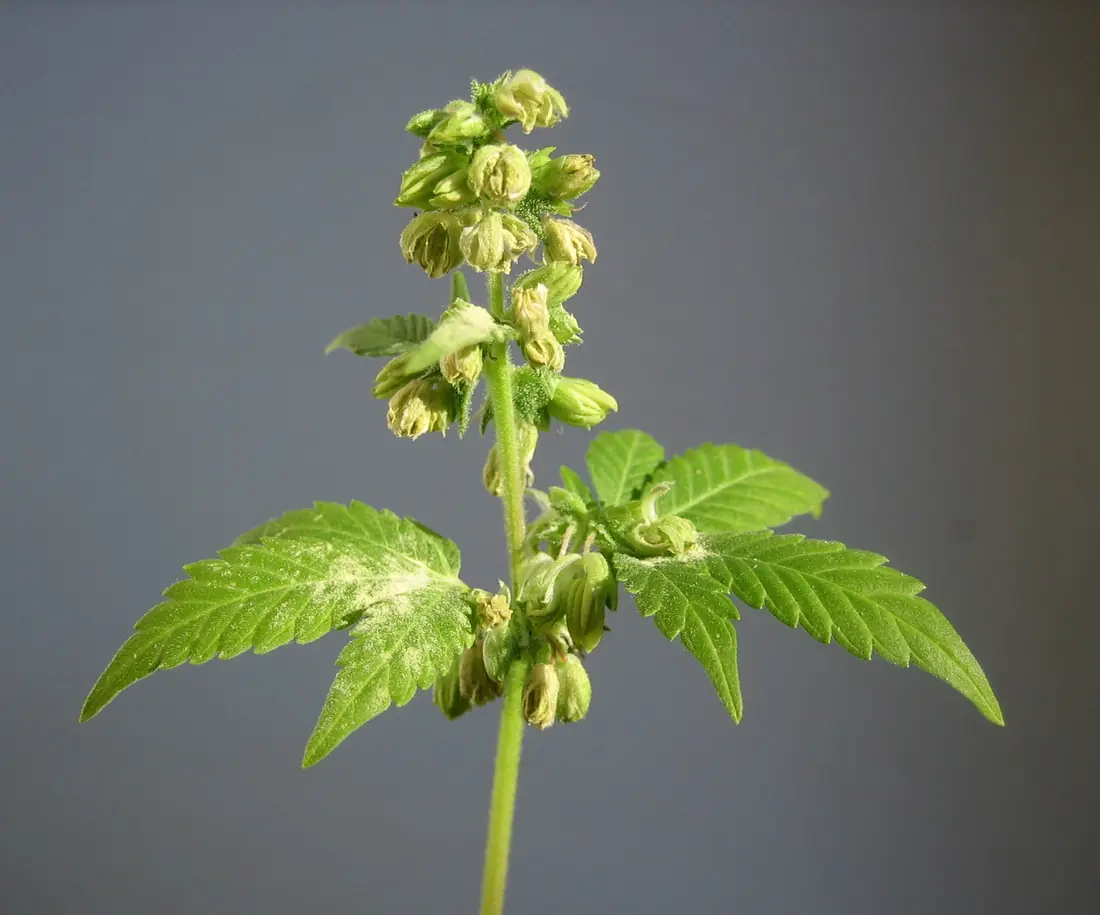 小さな花のつぼみが房になって垂れ下がる雄の大麻草