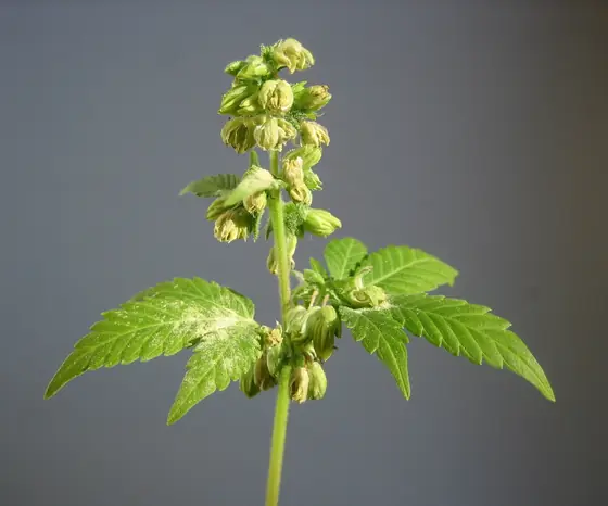 Pianta di canapa maschile con grappoli di piccoli boccioli pendenti