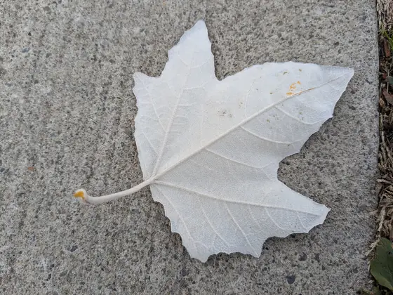 Maple leaf whose upper side is completely covered in white powdery mildew