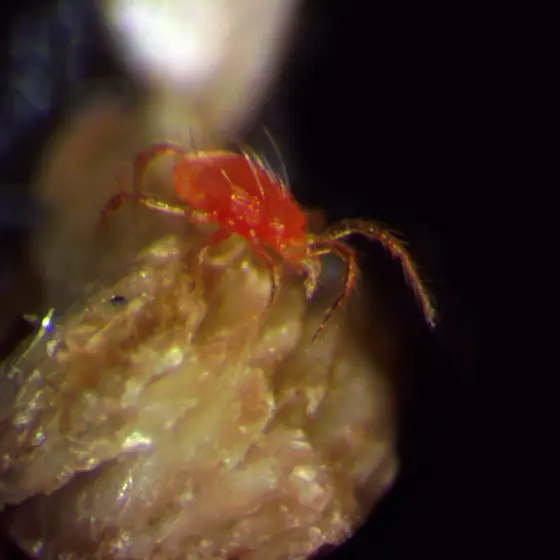 Orange-red predatory mite on a crumb of vermiculite