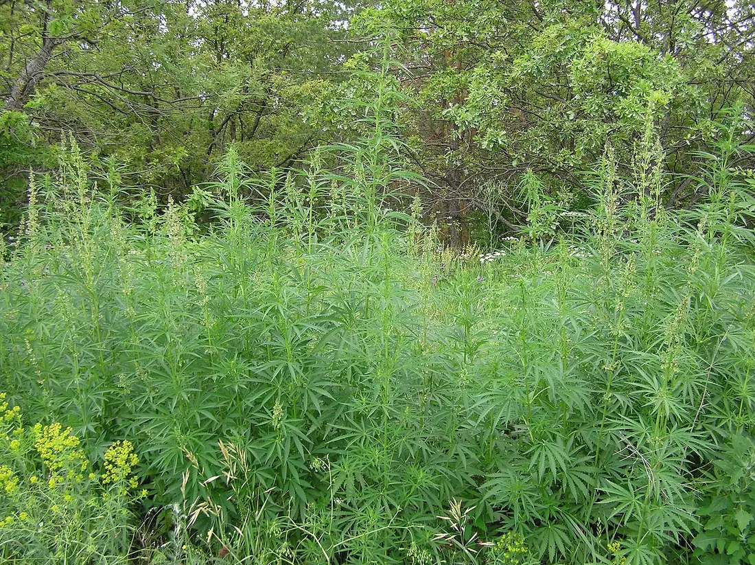 Fitto popolamento di canapa selvatica al margine di un bosco