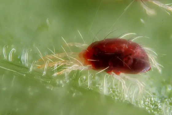 Macro di un ragnetto rosso su una foglia con sottili fili di seta
