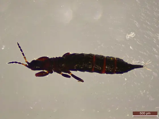 Microscope image of an elongated, dark thrips
