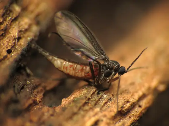 Small dark gnat with long legs on wood