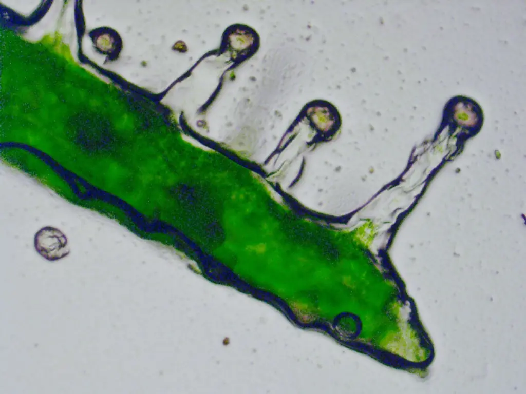 Immagine al microscopio di peli ghiandolari peduncolati (tricomi) su una parte della pianta di cannabis