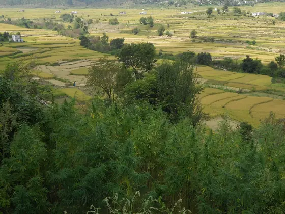 Piante di cannabis selvatica su un pendio sopra risaie terrazzate
