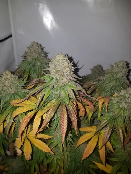 Plantas en floración en un armario de cultivo, con algunas hojas amarillas, rojas o moradas – oct. 2026 – «Pronto…»: poco antes de la cosecha