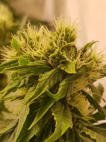 Primo piano di una cima con pistilli arancioni – ago. 2025 – White Truffle (cima principale), Red Hot Cookies e Dos Si Dos 33 con molta resina
