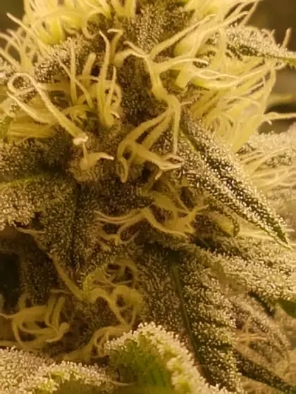 Macro di una cima fittamente ricoperta di ghiandole resinose (tricomi) – ago. 2025 – White Truffle (cima principale), Red Hot Cookies e Dos Si Dos 33 con molta resina