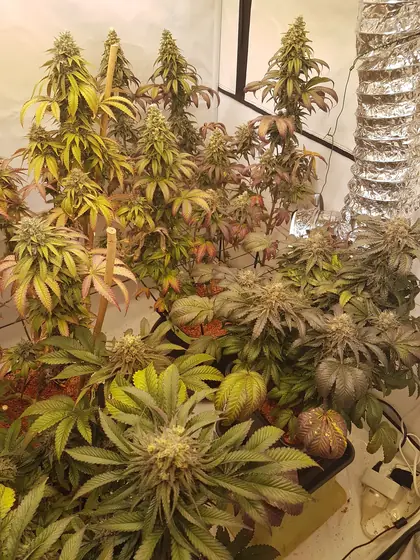 Plantas en floración en un armario de cultivo, con algunas hojas amarillas, rojas o moradas – oct. 2026 – Grizzly Glue, Poison Envy, Eleven Roses y LA Kush Cake