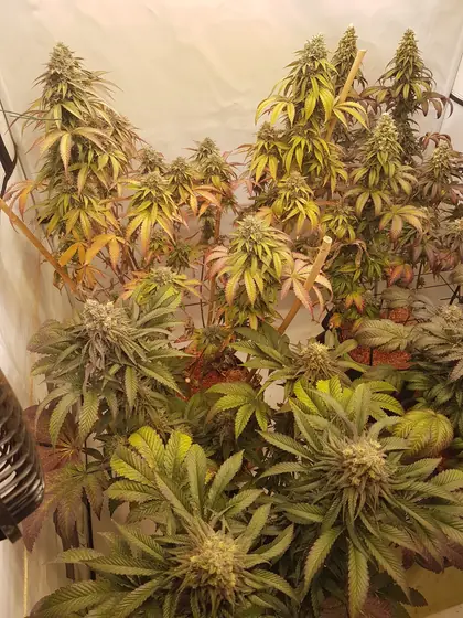 Piante in fioritura in una grow box, alcune foglie ingiallite, arrossate o violacee – ott. 2026 – Grizzly Glue, Poison Envy, Eleven Roses e LA Kush Cake