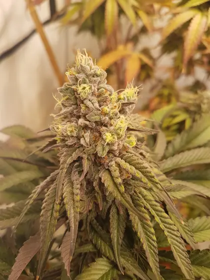 Primo piano di una cima brinata – ott. 2026 – Grizzly Glue, Poison Envy, Eleven Roses e LA Kush Cake