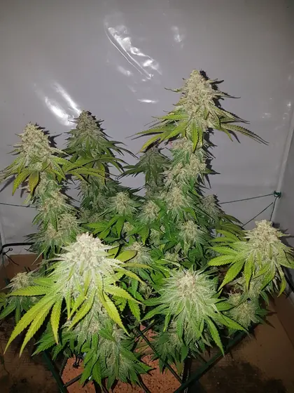 Piante di cannabis in fioritura in una grow box – ott. 2026 – ciclo attuale con Mango Kush, Lemon Cherry Gelato, Rainbow Sherbet e Blueberry, quasi finito