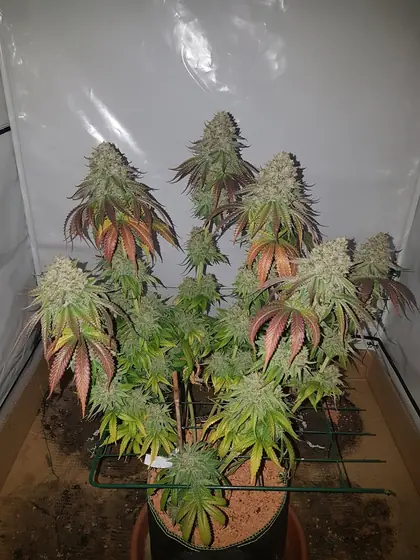 Piante in fioritura in una grow box, alcune foglie ingiallite, arrossate o violacee – ott. 2026 – ciclo attuale con Mango Kush, Lemon Cherry Gelato, Rainbow Sherbet e Blueberry, quasi finito