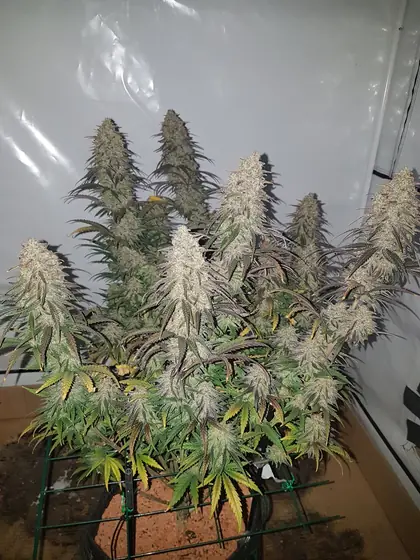 Plantas de cannabis en floración en un armario de cultivo – oct. 2026 – tanda actual con Mango Kush, Lemon Cherry Gelato, Rainbow Sherbet y Blueberry, casi terminada