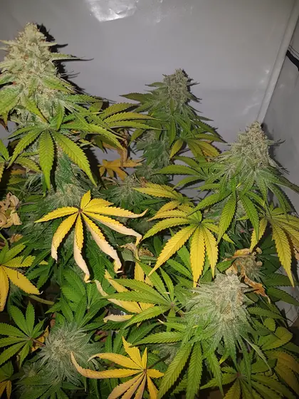 Plantas en floración en un armario de cultivo, con algunas hojas amarillas, rojas o moradas – oct. 2026 – tanda actual con Mango Kush, Lemon Cherry Gelato, Rainbow Sherbet y Blueberry, casi terminada
