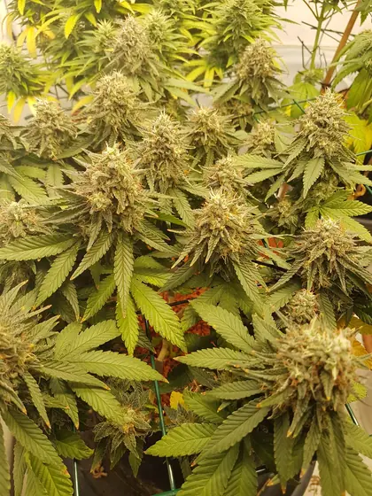 Plantas de cannabis en floración en un armario de cultivo – ago. 2025 – Passion Fruits y Tangerine Dream