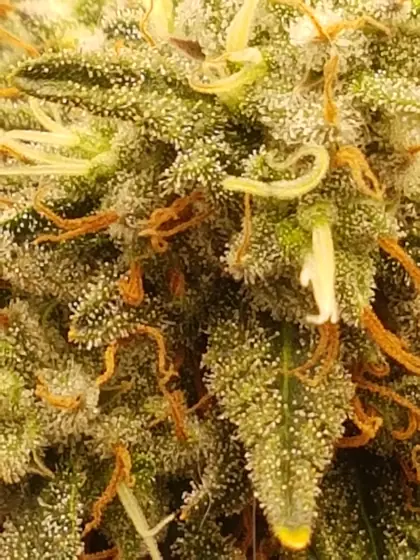 Macro di una cima fittamente ricoperta di ghiandole resinose (tricomi) – ago. 2025 – Passion Fruits e Tangerine Dream