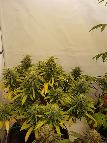 Piante di cannabis in fioritura in una grow box – ago. 2025 – Passion Fruits e Tangerine Dream