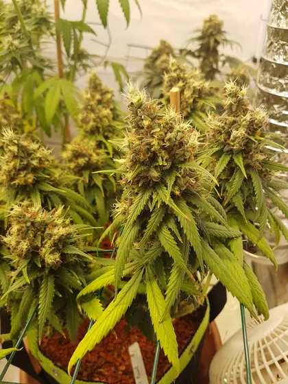 Plantas de cannabis en floración en un armario de cultivo – ago. 2025 – Fruit Punch y Black Apple Hitchcock, una semana antes de la cosecha