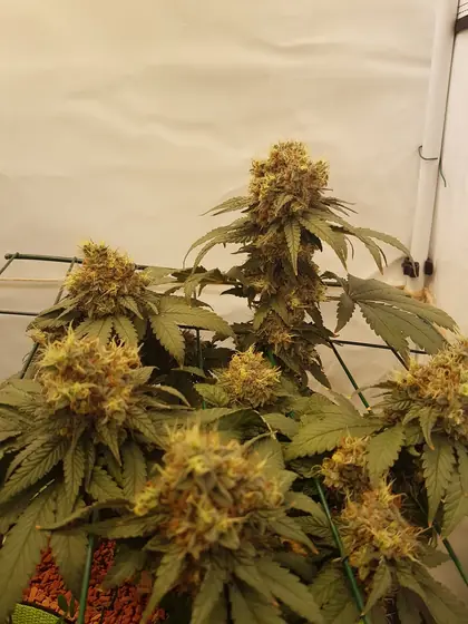Plantas de cannabis en floración en un armario de cultivo – ago. 2025 – Fruit Punch y Black Apple Hitchcock, una semana antes de la cosecha