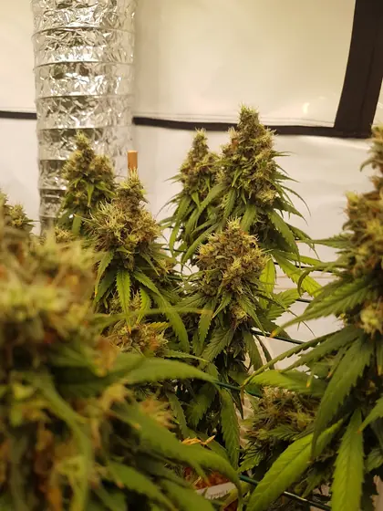 Plantas de cannabis en floración en un armario de cultivo – ago. 2025 – Black Apple Hitchcock, Fruit Punch y Passion Fruits, listas para cosechar
