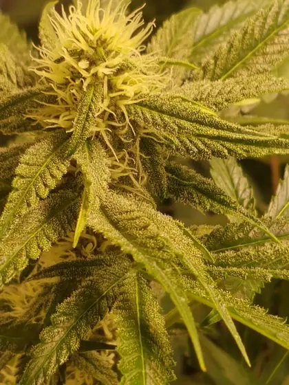 Piante a inizio fioritura con le prime piccole cime – ago. 2025 – inizio della 3ª settimana di fioritura, con un fenotipo di Red Hot Cookies molto resinoso