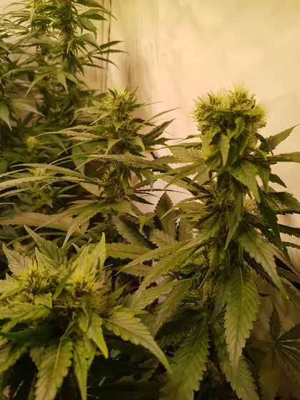 Plantas en floración temprana con los primeros cogollos pequeños – ago. 2025 – inicio de la semana 3 de floración, con un fenotipo de Red Hot Cookies muy resinoso